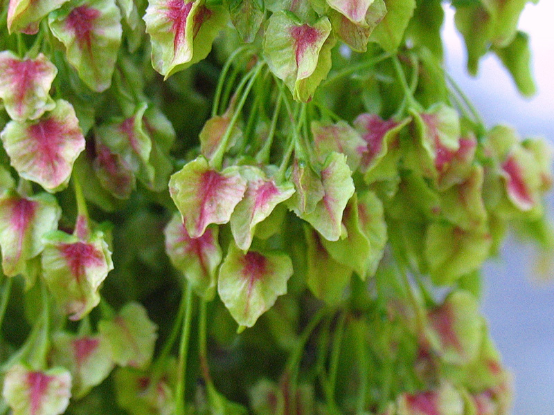 Rumex alpinus L. / Rabarbaro alpino.